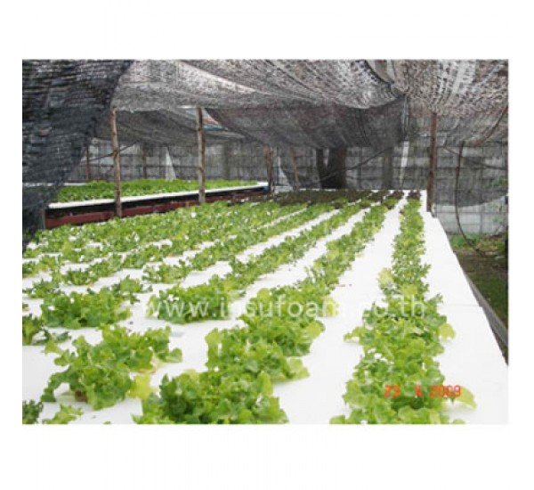 โฟมปลูกผักไฮโดรโปรนิกส์